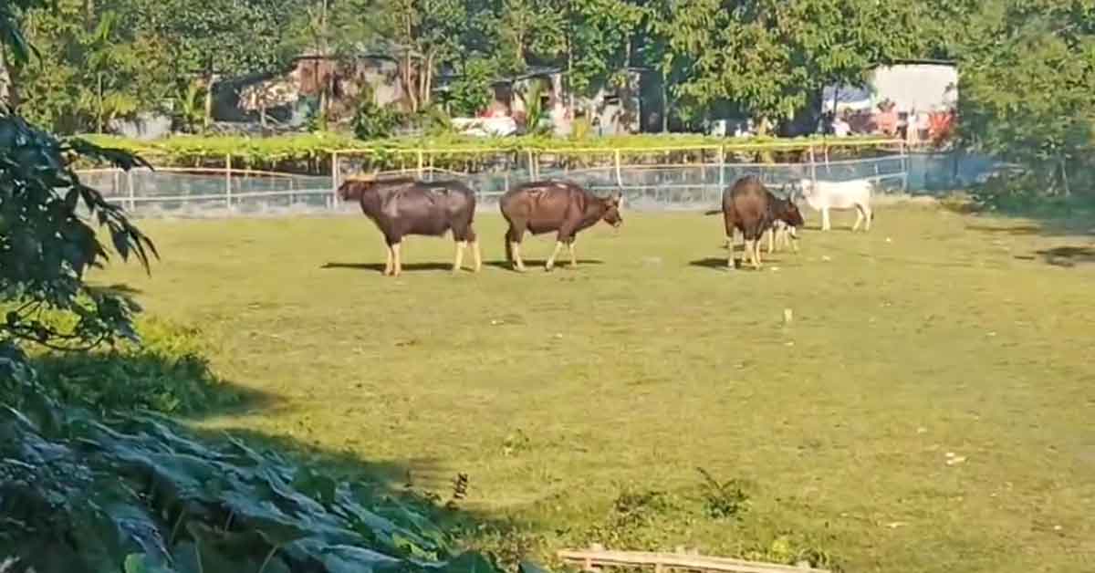 Three Bisons Grazing with Cows in Pundibari, Panic Spreads Across Entire Area