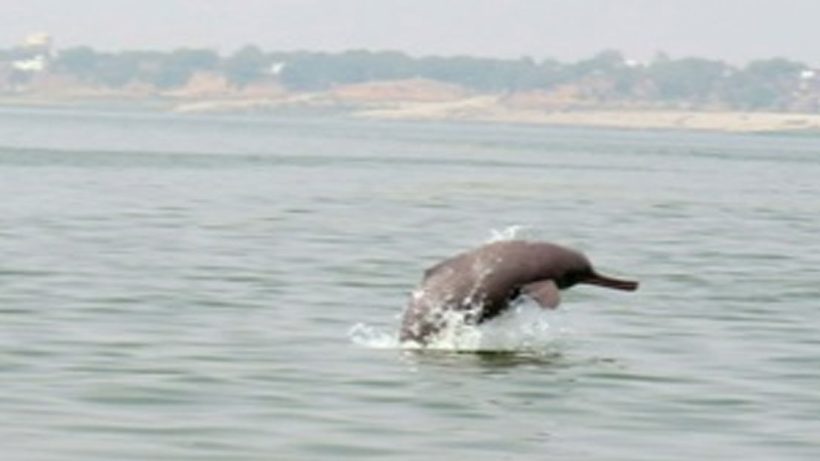 Ganga Dolphins Protection