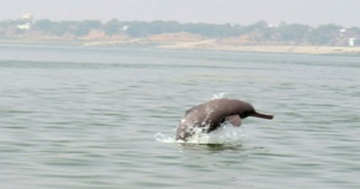 Ganga Dolphins Protection