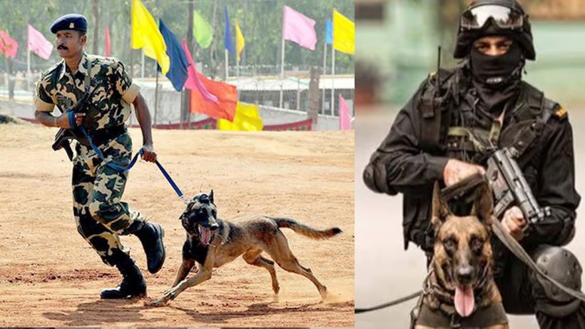 Indian Army dog