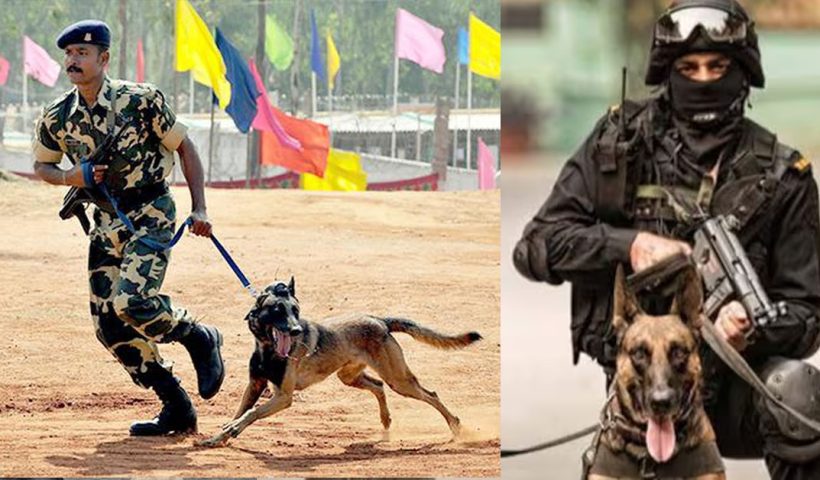 Indian Army dog