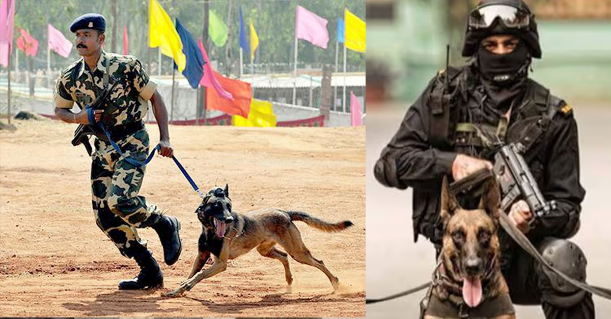 Indian Army dog