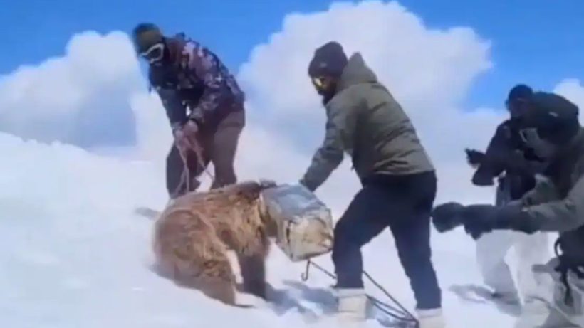 Indian Army rescues bear cub