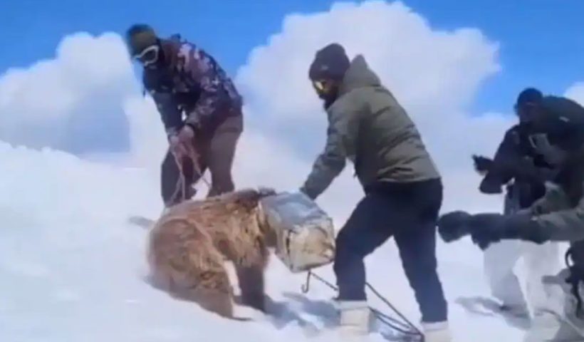 Indian Army rescues bear cub