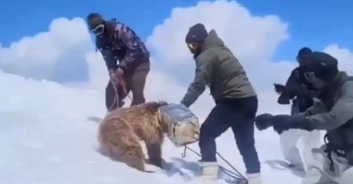 Indian Army rescues bear cub