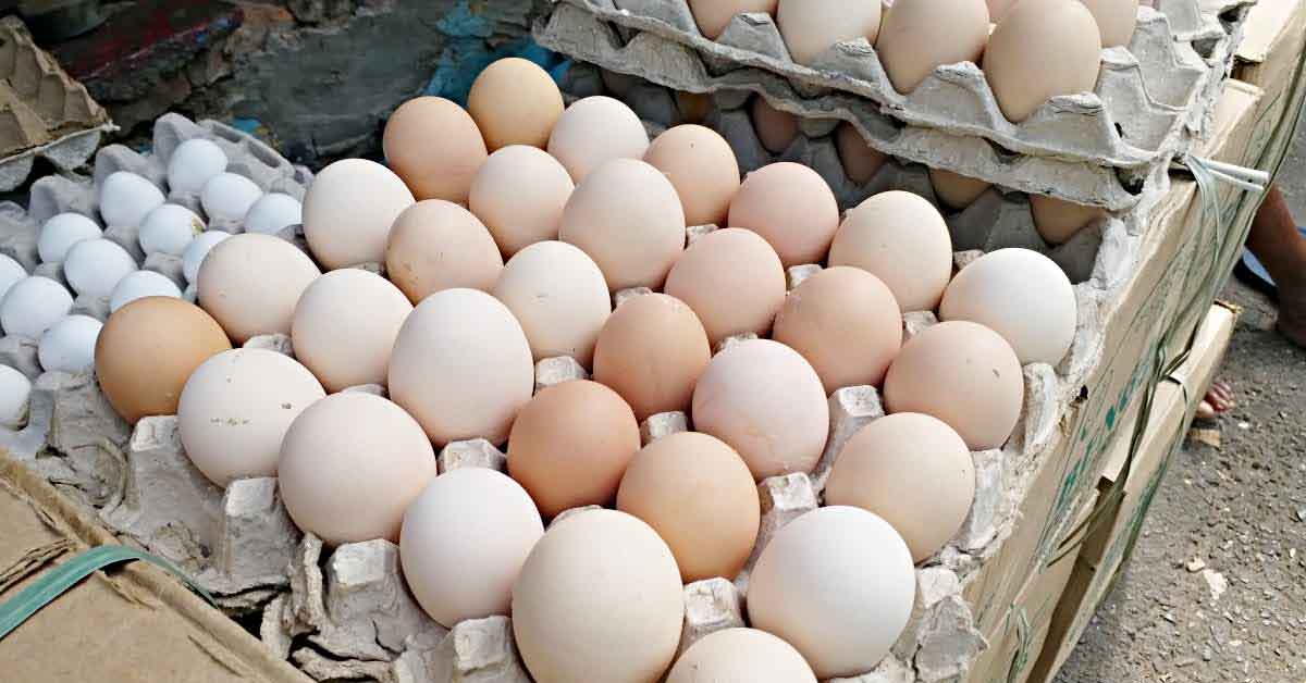 Egg Prices Surge Again in West Bengal Amid Winter; Here's Why