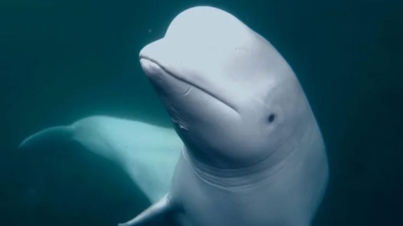 Beluga whale