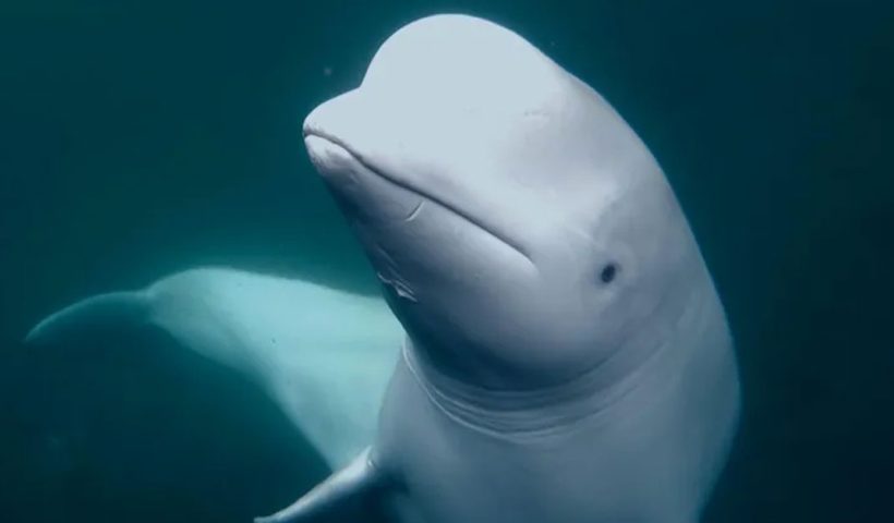 Beluga whale