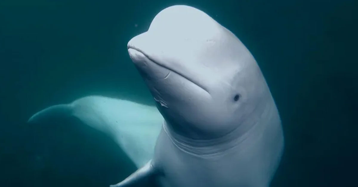 Beluga whale