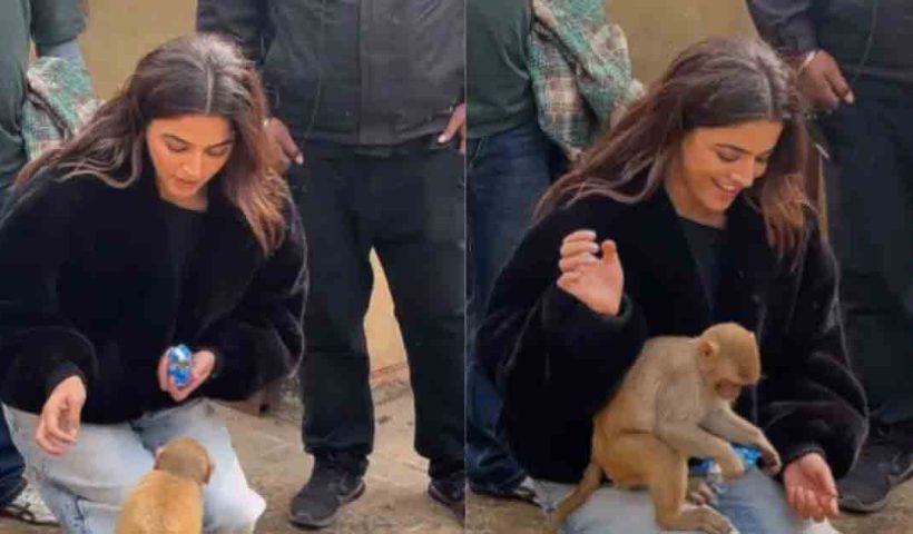 Wamiqa Gabbi's adorable video of feeding a biscuit to a monkey has gone viral. Watch the heartwarming moment as the actress shares a sweet interaction with the little monkey.