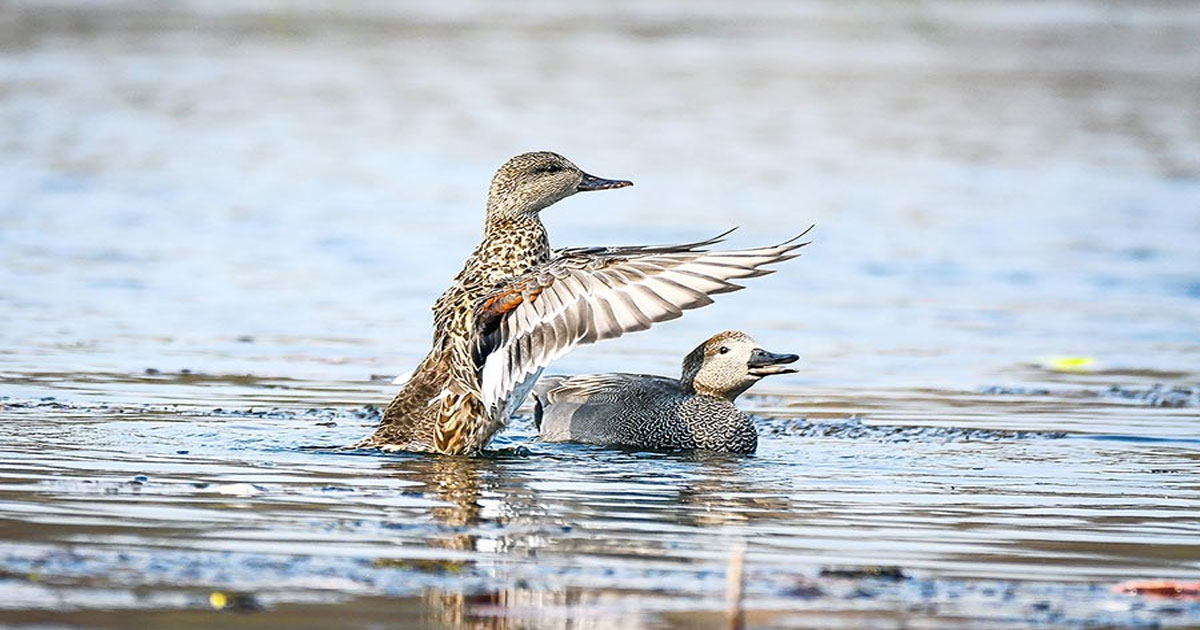 Where to Spot Migratory Birds and Experience Their Journey