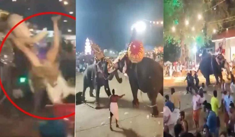 Elephant Ragdolls Man At Kerala Festival