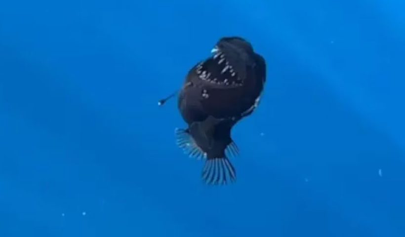 Rare deep sea fish: Black Seadevil