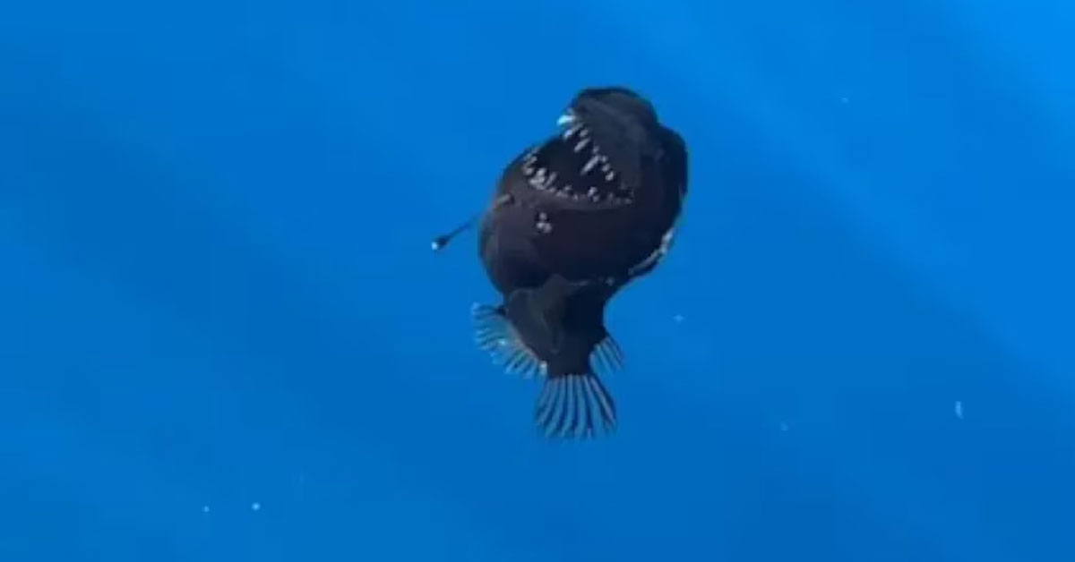 Rare deep sea fish: Black Seadevil