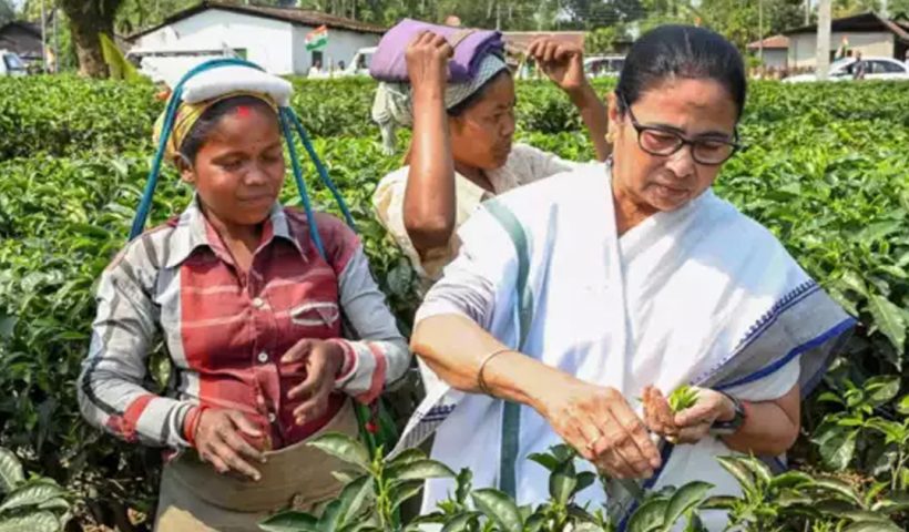 mamata-banerjee-new-steps-relief-workers-northern-tea-industry-revival