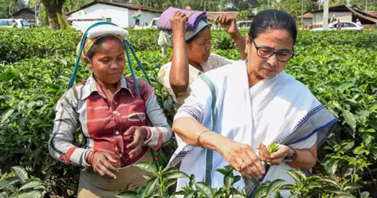 mamata-banerjee-new-steps-relief-workers-northern-tea-industry-revival