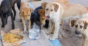 West Bengal Siksha Mission Issues Order: Dogs to Receive Mid-Day Meal at Schools