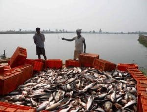 West Bengal Achieves Self-Reliance in Fish Production, Reduces Dependency on Imports
