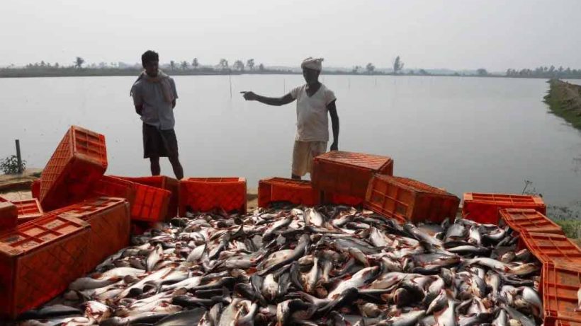 West Bengal Achieves Self-Reliance in Fish Production, Reduces Dependency on Imports