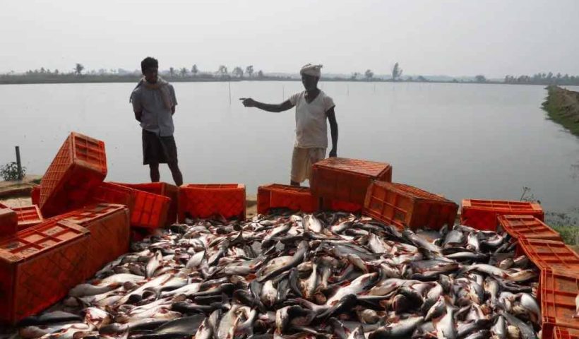 West Bengal Achieves Self-Reliance in Fish Production, Reduces Dependency on Imports