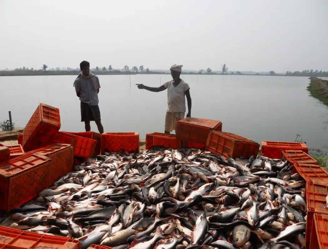 West Bengal Achieves Self-Reliance in Fish Production, Reduces Dependency on Imports