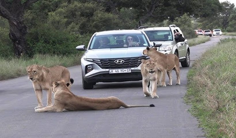 gujarat-lion-blocks-road-traffic-closed