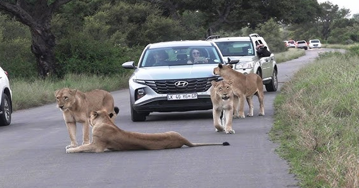 gujarat-lion-blocks-road-traffic-closed