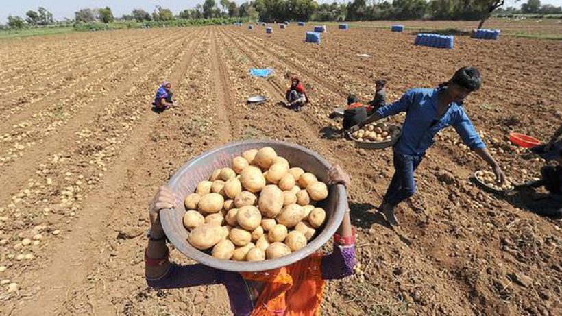 State Government's New Initiative, A Huge Relief for Potato Farmers