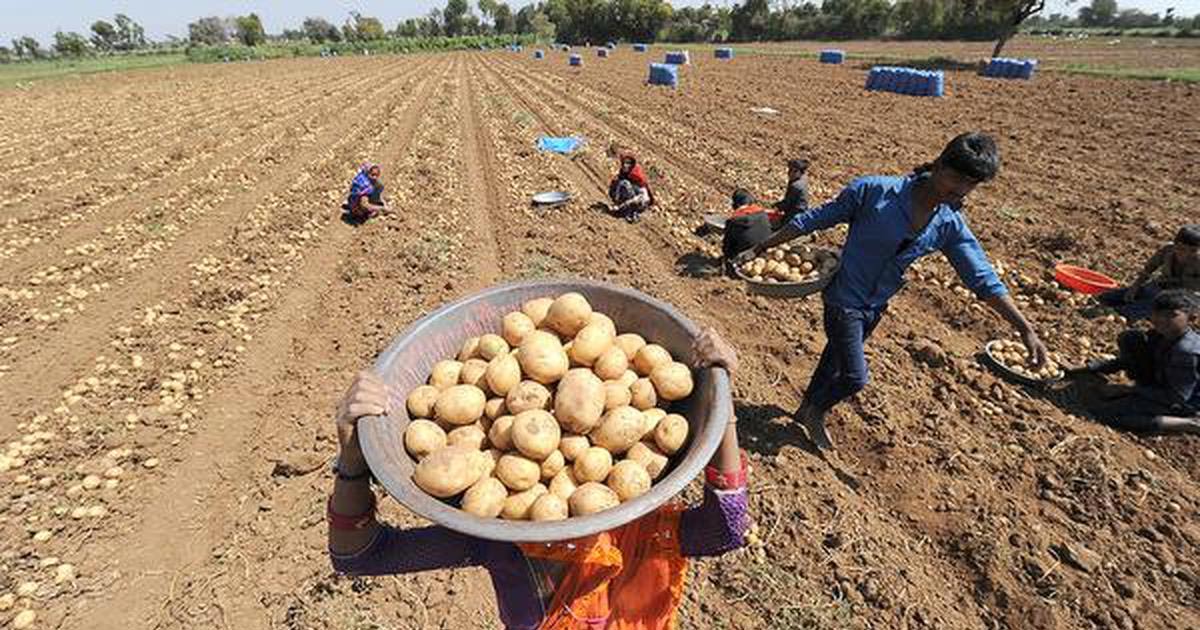 State Government's New Initiative, A Huge Relief for Potato Farmers