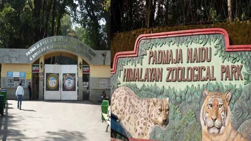 Darjeeling -Ice-Zoo