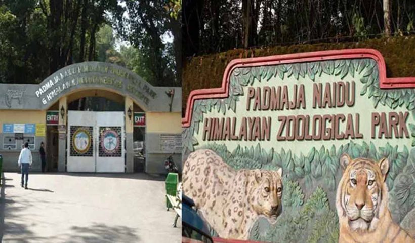 Darjeeling -Ice-Zoo