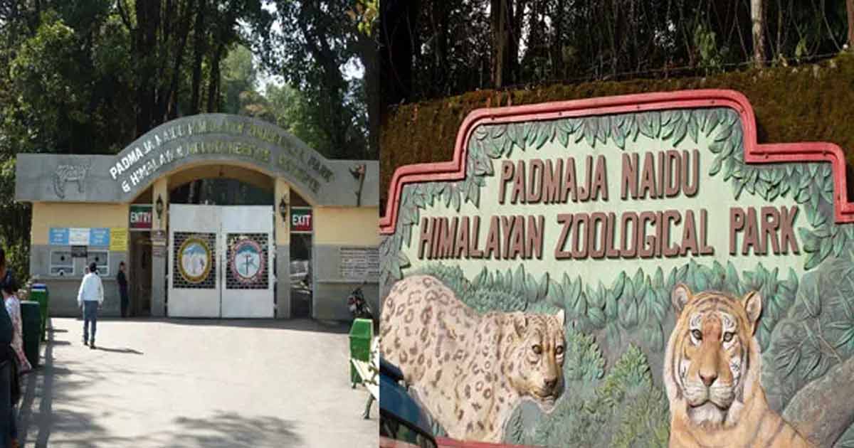 Darjeeling -Ice-Zoo