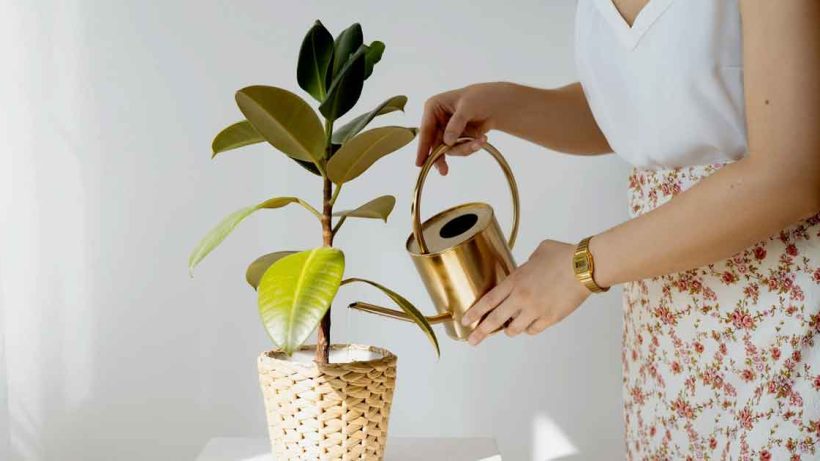 Indoor Plant Care Tips