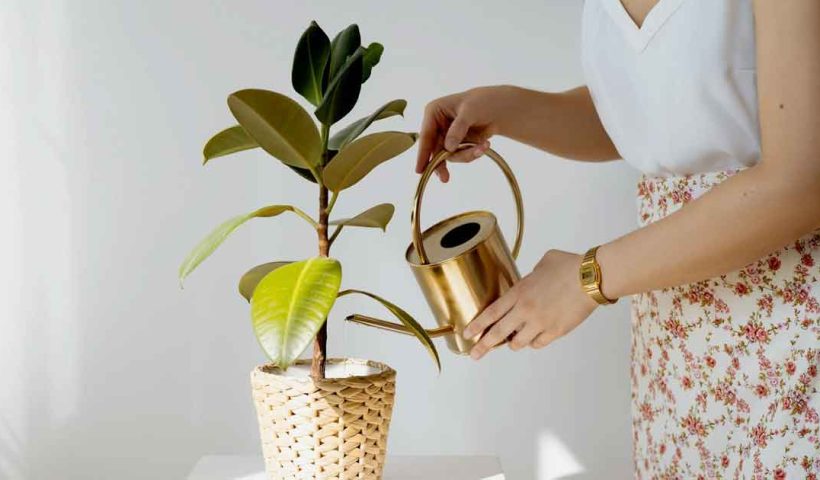 Indoor Plant Care Tips