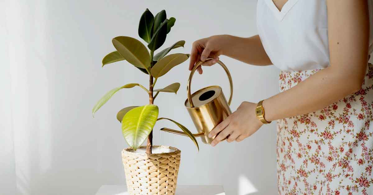 Indoor Plant Care Tips