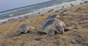 Olive Ridley Turtles