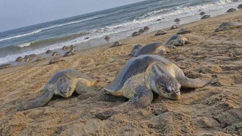 Olive Ridley Turtles