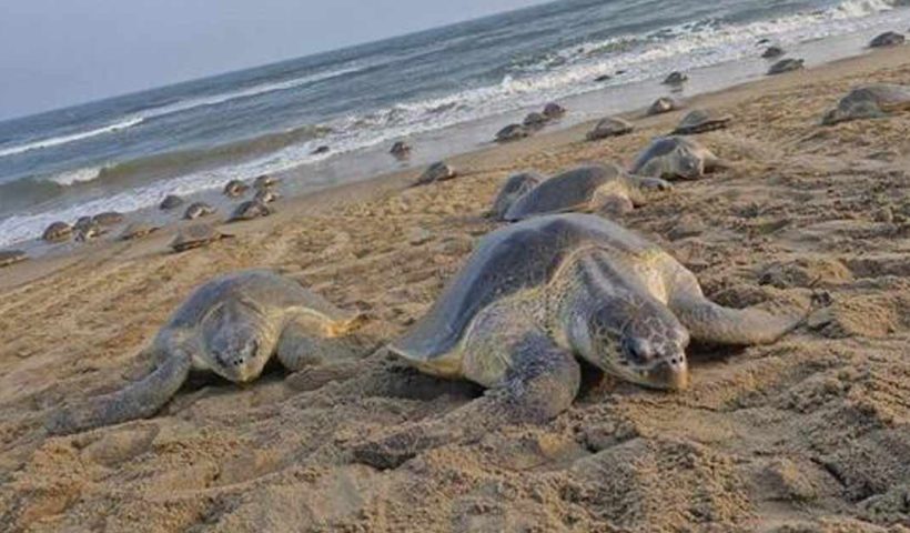 Olive Ridley Turtles