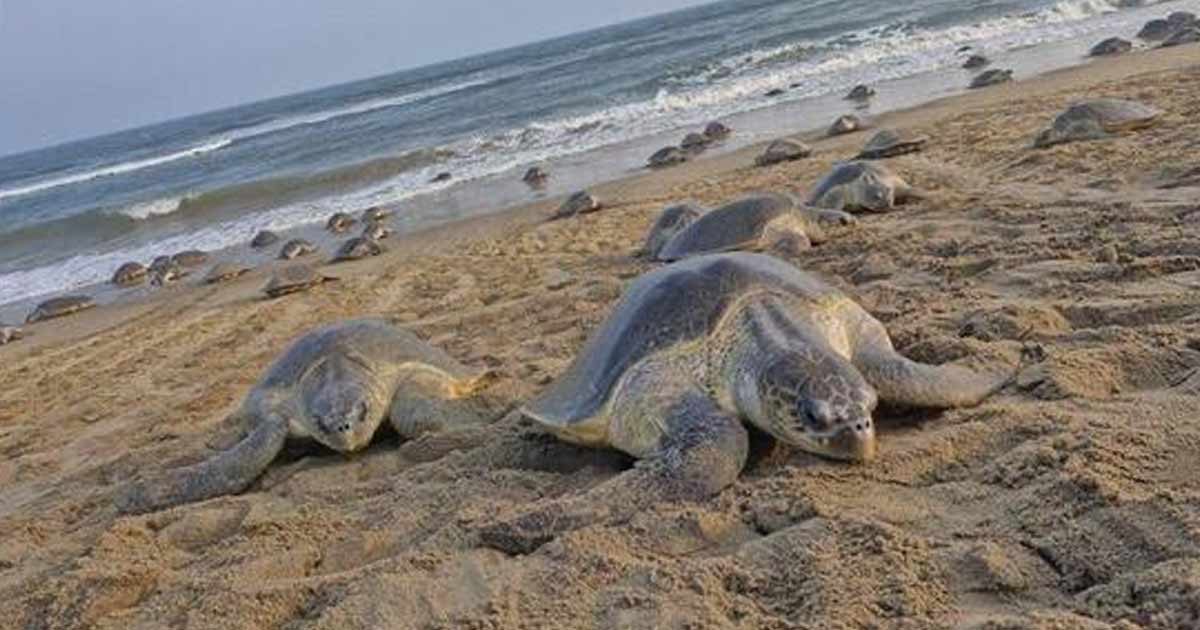 Olive Ridley Turtles