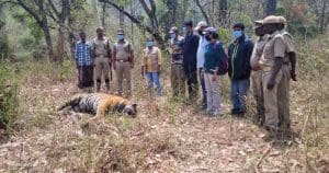Male Tiger Found Dead in Nilakottai Forest Reserve, Tamil Nadu: Clash with Another Tiger Suspected