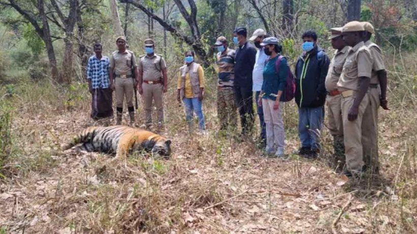 Male Tiger Found Dead in Nilakottai Forest Reserve, Tamil Nadu: Clash with Another Tiger Suspected