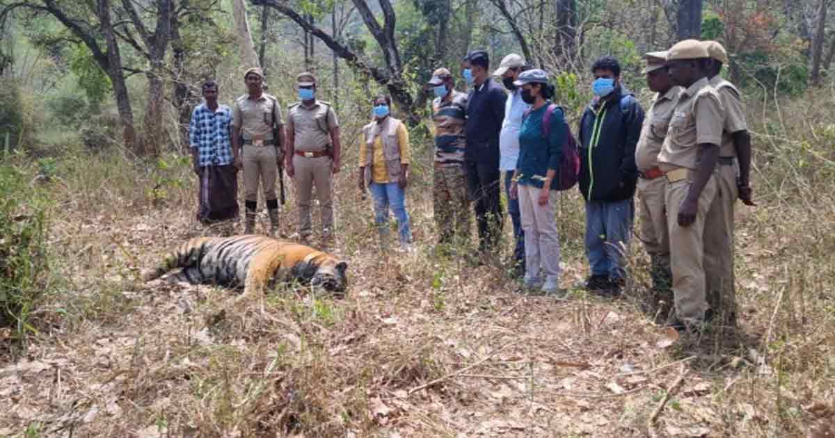 Male Tiger Found Dead in Nilakottai Forest Reserve, Tamil Nadu: Clash with Another Tiger Suspected