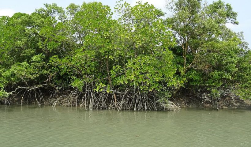 Illegal Mangrove Cutting Rampant, Indifferent Administration