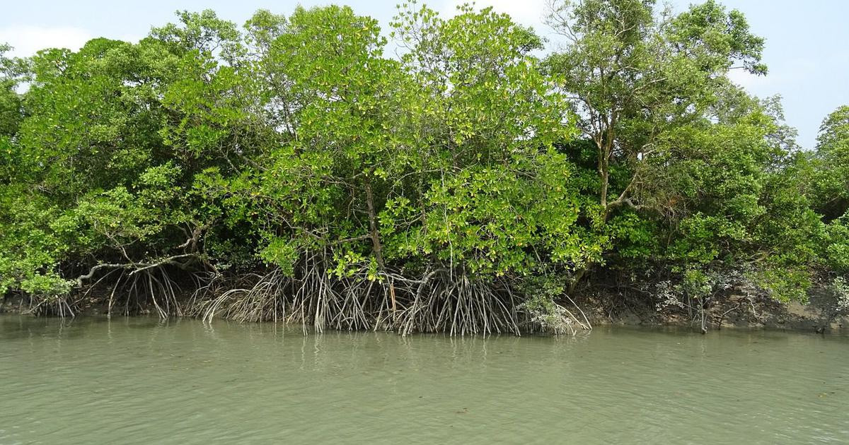 Illegal Mangrove Cutting Rampant, Indifferent Administration