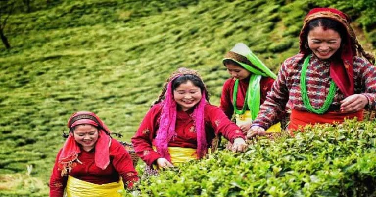 Tea Garden-leaf-rot-north-bengals-tea-industry-faces-losses