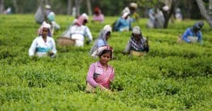 tea growers in west bengal