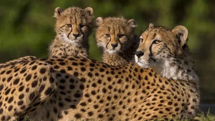 Cheetah Nirva Gives Birth to Five Cubs at Kuno National Park