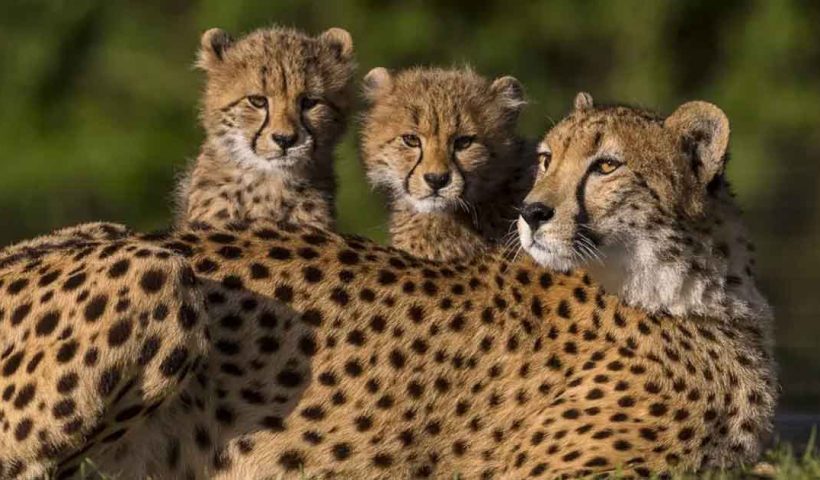 Cheetah Nirva Gives Birth to Five Cubs at Kuno National Park