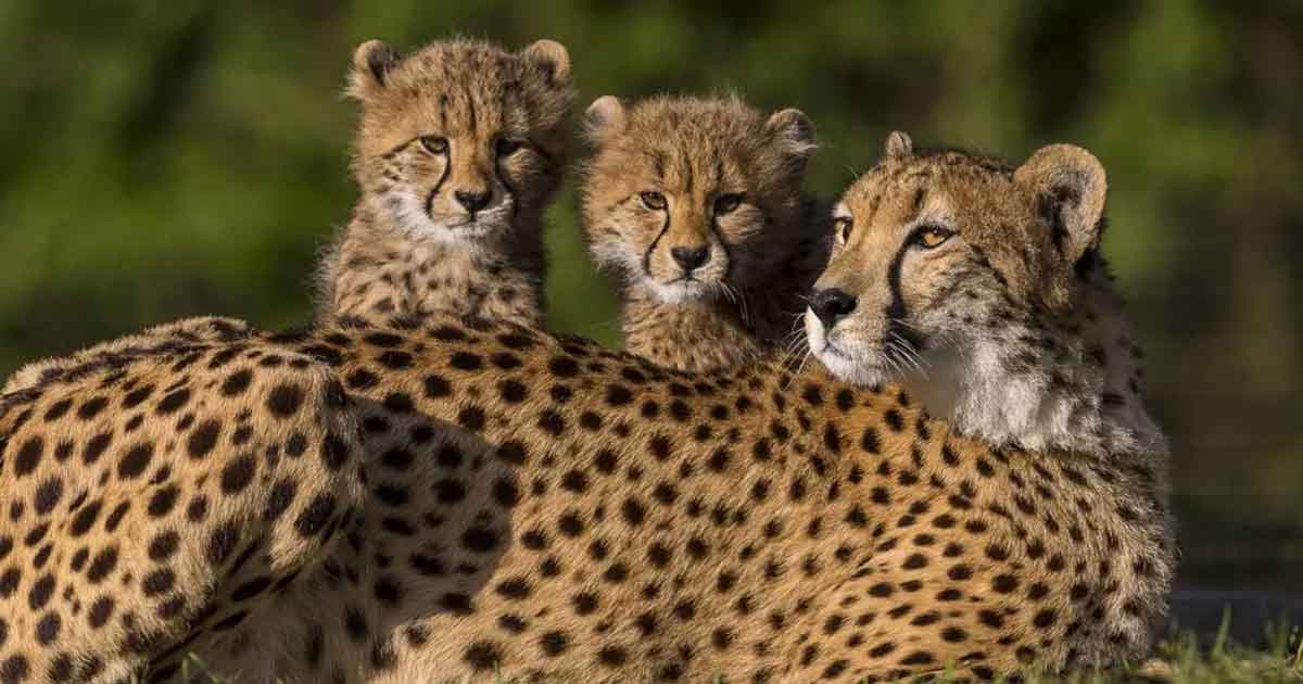 Cheetah Nirva Gives Birth to Five Cubs at Kuno National Park