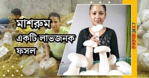 Mushroom farming in India